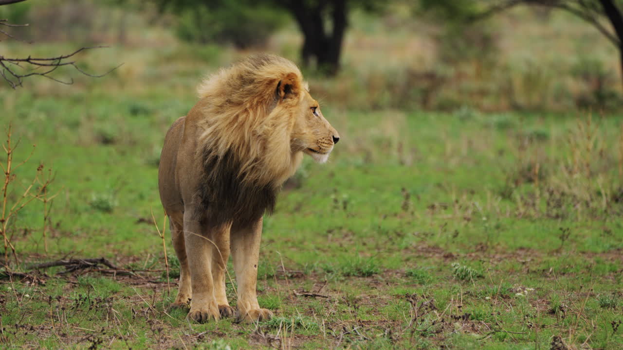 león macho al acecho en la reserva de caza del kalahari central, botswana - ancho