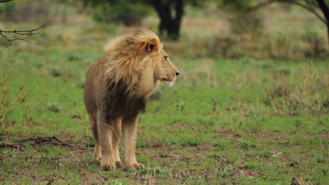 León-Macho-Al-Acecho-En-La-Reserva-De-Caza-Del-Kalahari-Central,-Botswana---Ancho