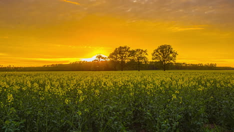yellow-rapeseed-flowery-field-and-golden-sky,-sunset-spring-nature-timelapse
