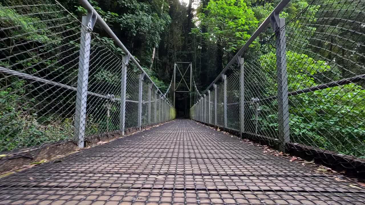 A serene walk across a suspension bridge in Dorrigo National Park, surrounded by lush rainforest and vibrant greenery