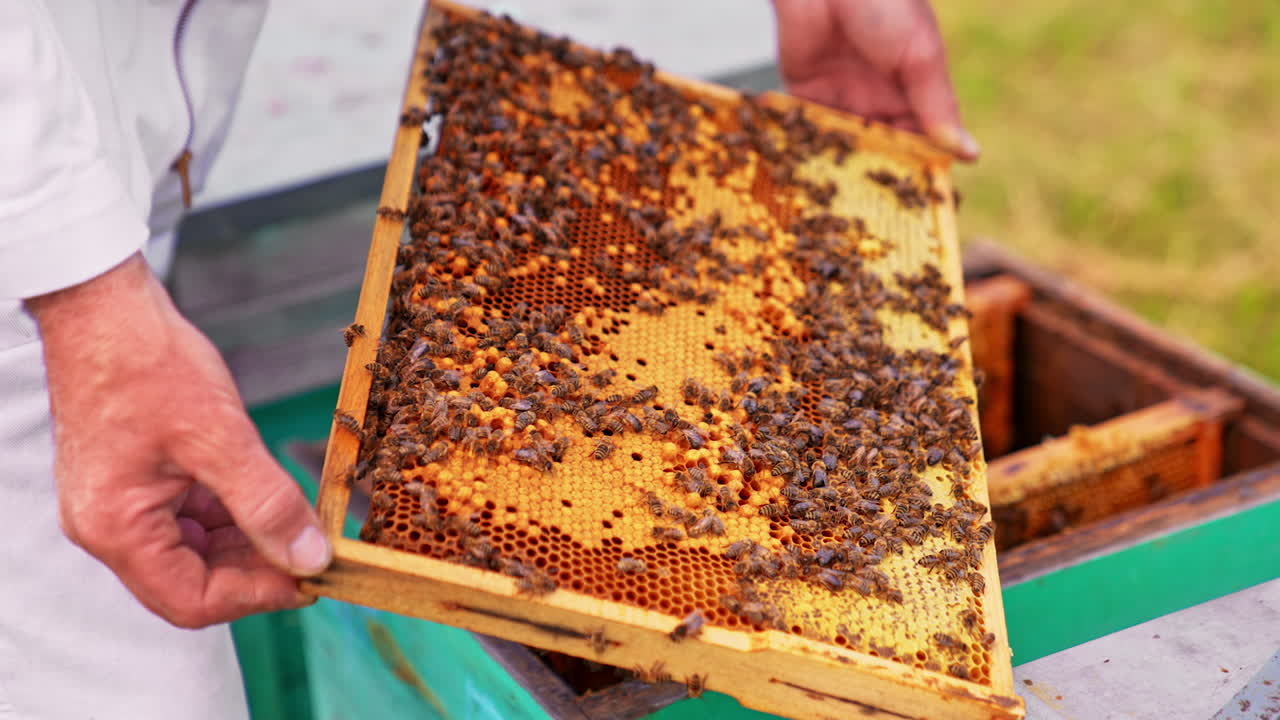 Beekeeper inspecting a honeycomb frame