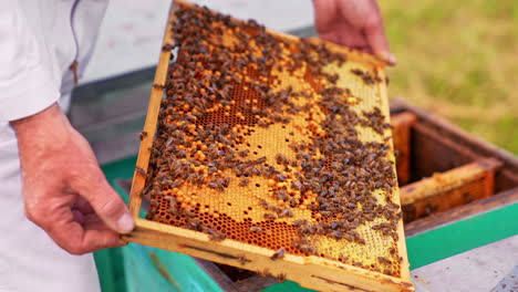 beekeeper inspecting a honeycomb frame