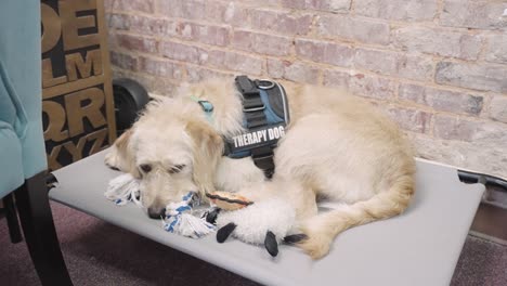 therapy dog laying down on dog bed with toys in office