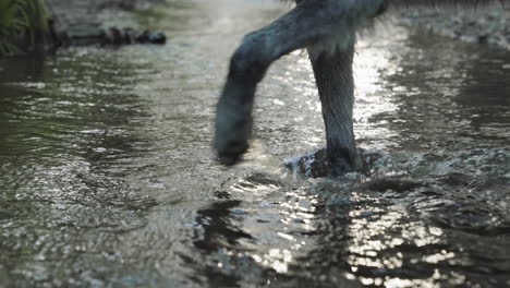 close-up-of-the-feet-of-a-gray-wolf-as-he-walks-through-a-stream-onto-the-bank