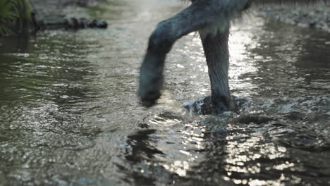 close up of the feet of a gray wolf as he walks through a stream onto the bank