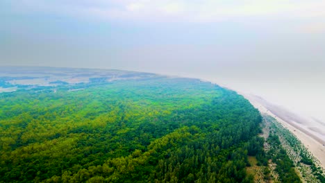 Aerial View of Lush Green Forest Meeting the Ocean Coastline