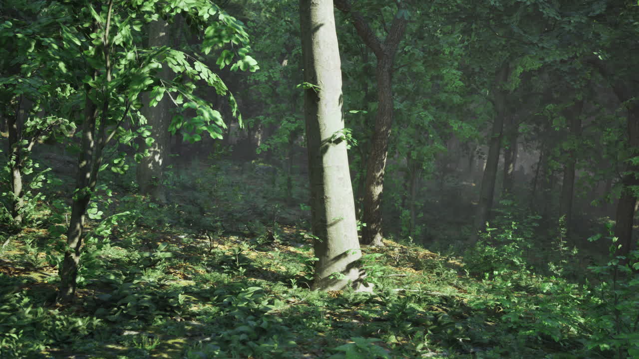 Foresta verde lussureggiante con la luce solare che filtra attraverso la densa copertura degli alberi