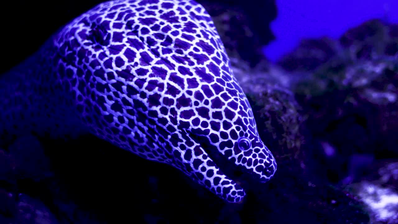 아쿠아리움에서 얼룩진 무레인