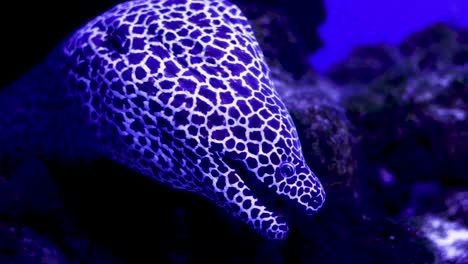 la morena manchada en el acuario