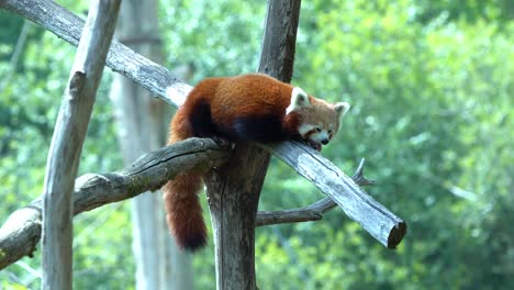 red panda is thirsty on a hot day