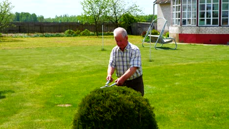 hardworking old man pruned with a beautiful scissors garden ornamental shrub.