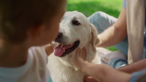 unknown hands caress dog on picnic closeup. happy labrador enjoy fondle in park.