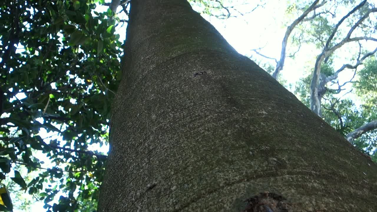 화창한 날 숲에 있는 큰 나무 줄기의 낮은 각도 세로 보기