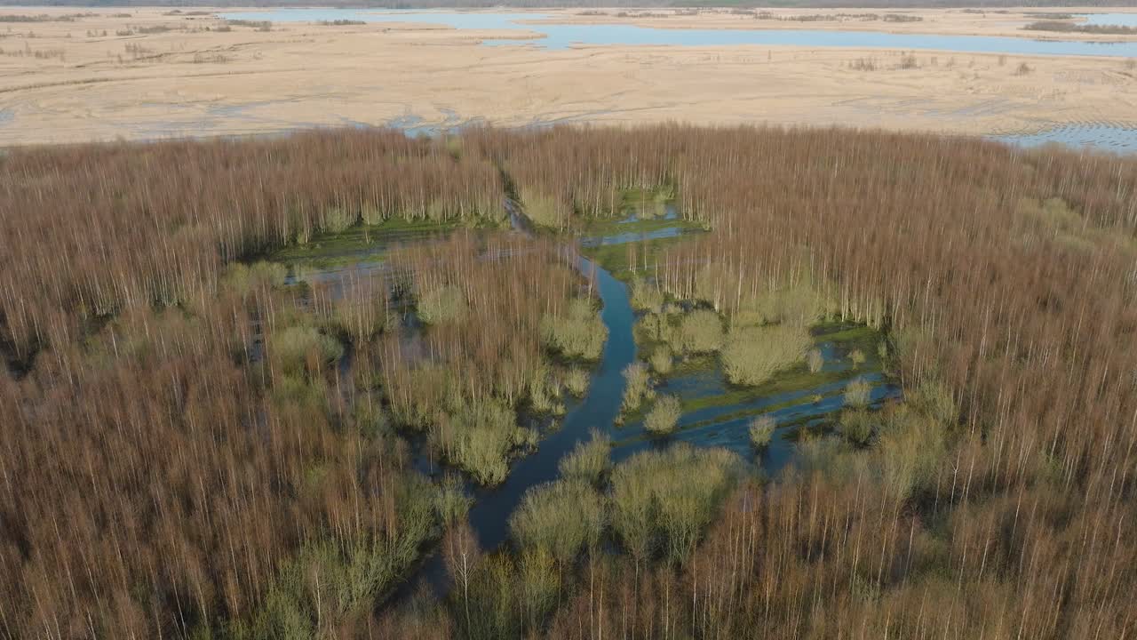 Aerial establishing view of the lake overgrown with dry reeds, lake Pape nature park , sunny spring day, reflections on the water surface, wide drone shot moving forward, tilt down