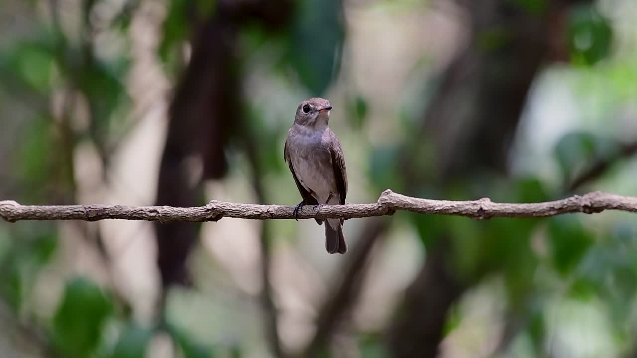 The Asian Brown Flycatcher is a small passerine bird breeding in Japan, Himalayas, and Siberia