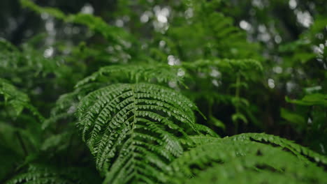 Close-up-focus-detail-on-green-lush-vegetation-foliage