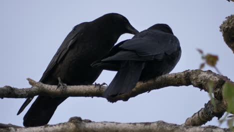 dos pájaros negros cuervos posados en un árbol