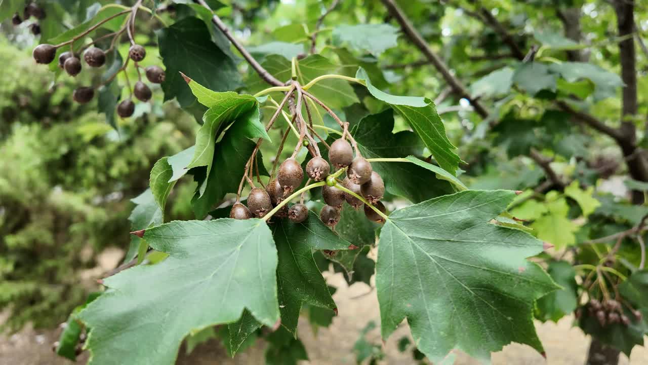 se muestra un árbol con hojas verdes y frutos marrones