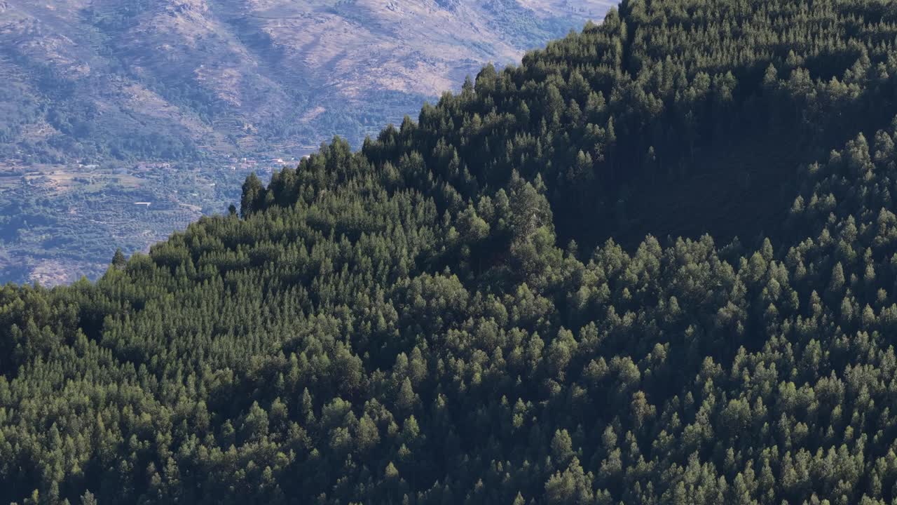 Eucalyptus monoculture covering the all mountain drone flying to left