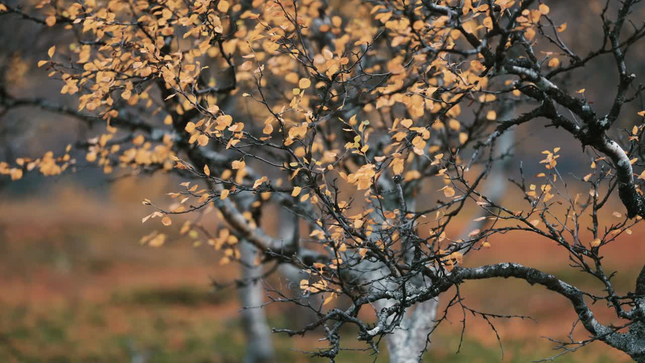 крупный план скрученных и запутанных ветвей карликовой березы