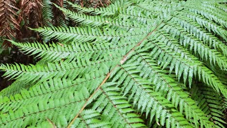 close-up of lush green tree ferns