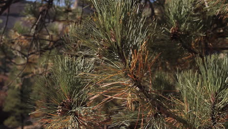 tree landscape dolly shot in zion national park