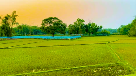 Fresh-Green-Rural-Scene-Of-Agricultural-Fields-And-Grazing-Cows