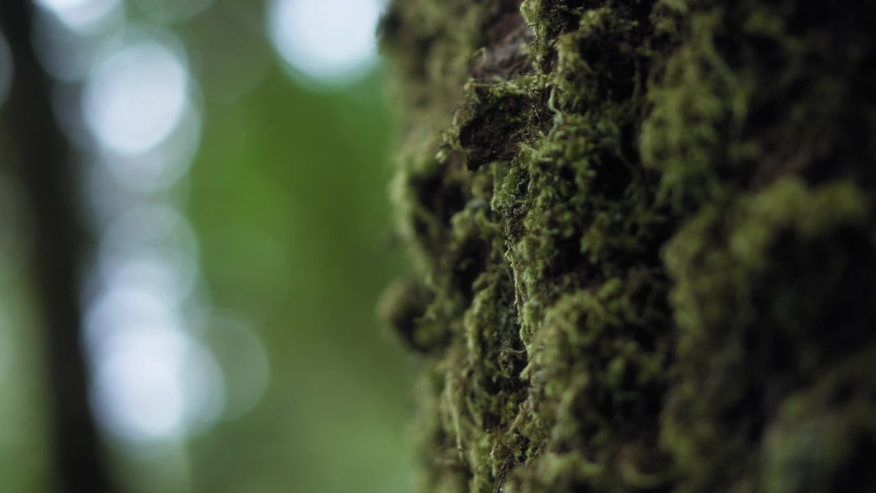 Primo piano di un tronco d'albero coperto di muschio nella foresta.
