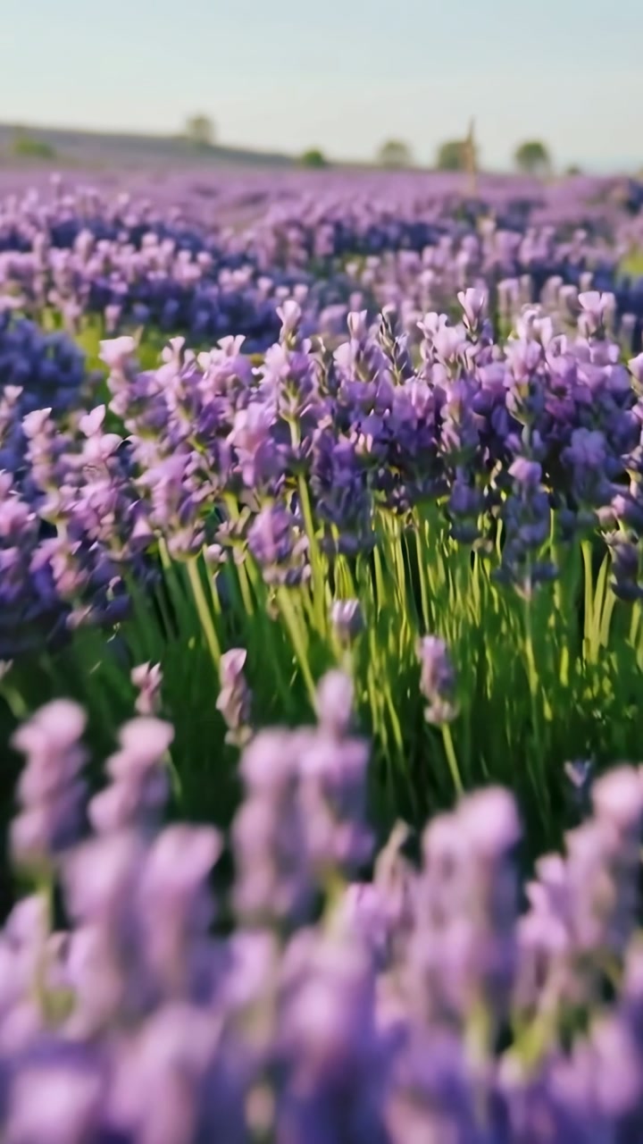 Camera gliding through lavender rows during golden hour, shifting focus to flower spikes for travel