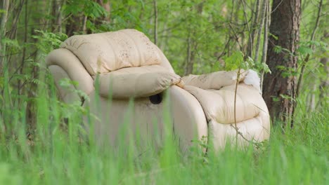 abandoned armchair in the woods
