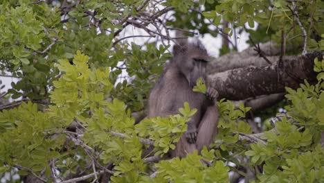 Baboon-picks-leaves-and-eats