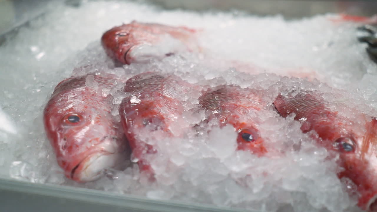 pargo rojo entero cubierto de hielo en la vitrina del mercado de mariscos de los pescaderos, hd