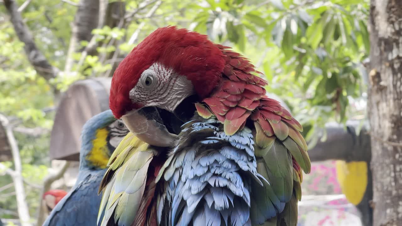 colorful parrot species: blue-and-Gold Macaw
