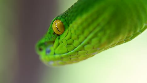 la víbora de labios blancos es una víbora venenosa endémica del sudeste asiático y a menudo se encuentra durante la noche esperando en una rama o rama de un árbol cerca de un cuerpo de agua con muchos alimentos