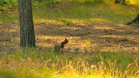 una ardilla encantadora come nueces en el bosque.