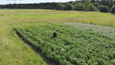 woman farmer picking colorado beetle working in small potato field aerial low angle orbit shot