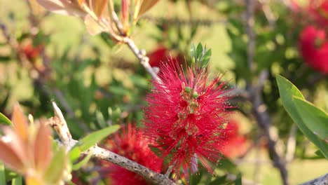 algunas hormigas trabajando mucho en una hermosa flor en alentejo, portugal