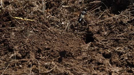 wasps flying and crawling around a nest entrance