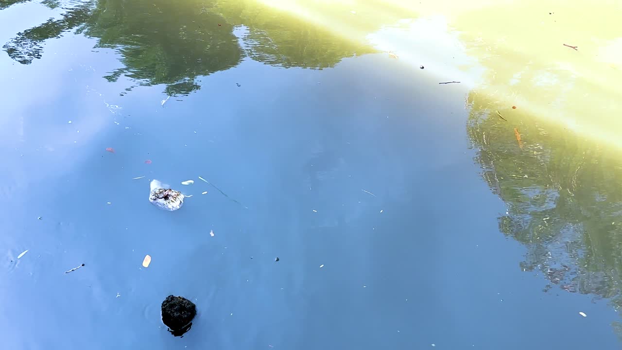 잔해가 조용한 운하에서 떠다니며 나무와 하늘을 반사하여 방의 수로의 오염을 강조합니다.