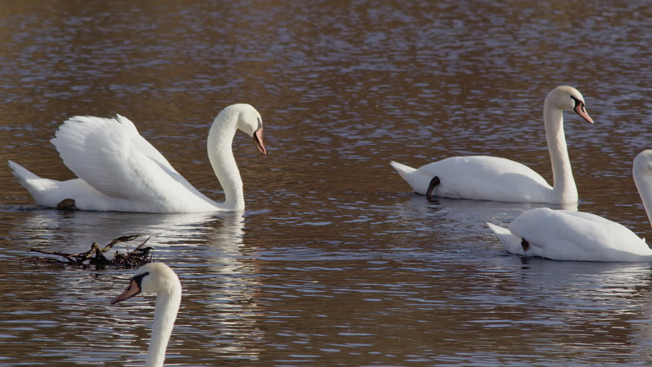 Slow motion highlight of spring swans interacting and caring for their plumage.