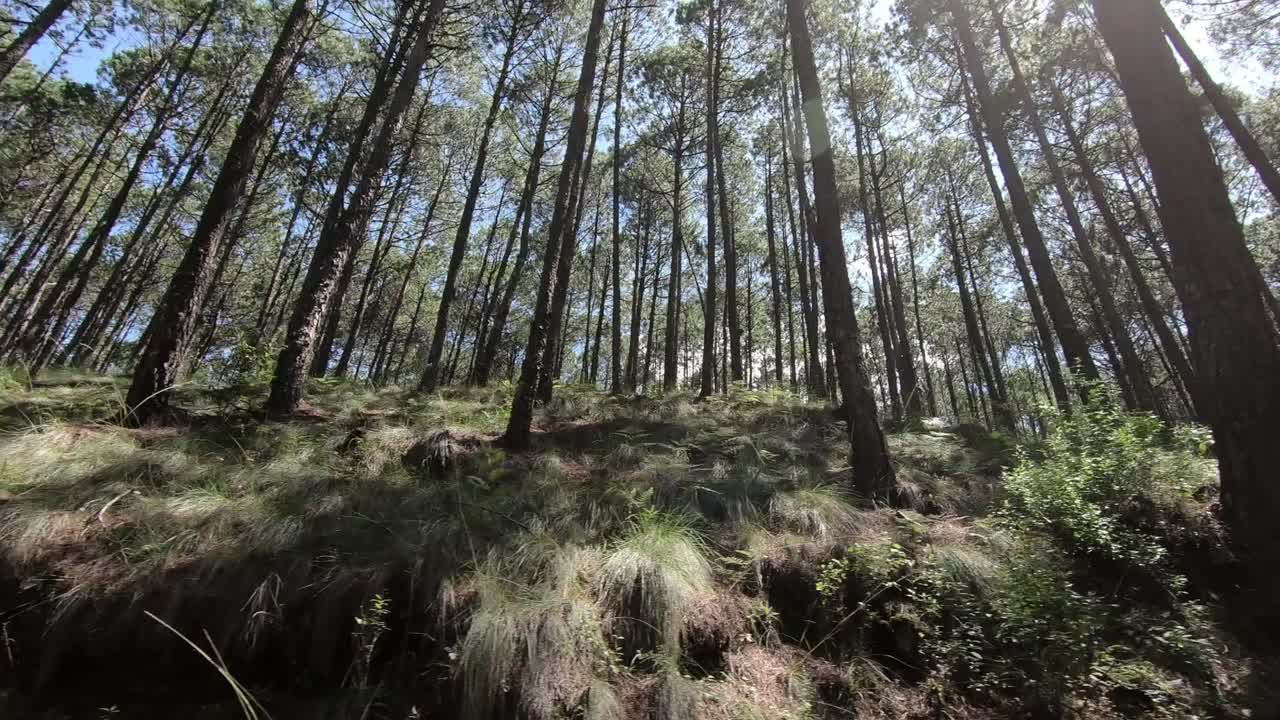 disparo de bajo ángulo viajando por troncos en el bosque de pinos con destellos de luz solar