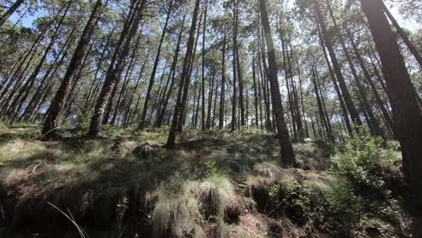 Low-angle-shot-Traveling-by-trunks-in-pine-forest-with-flashes-of-sunlight