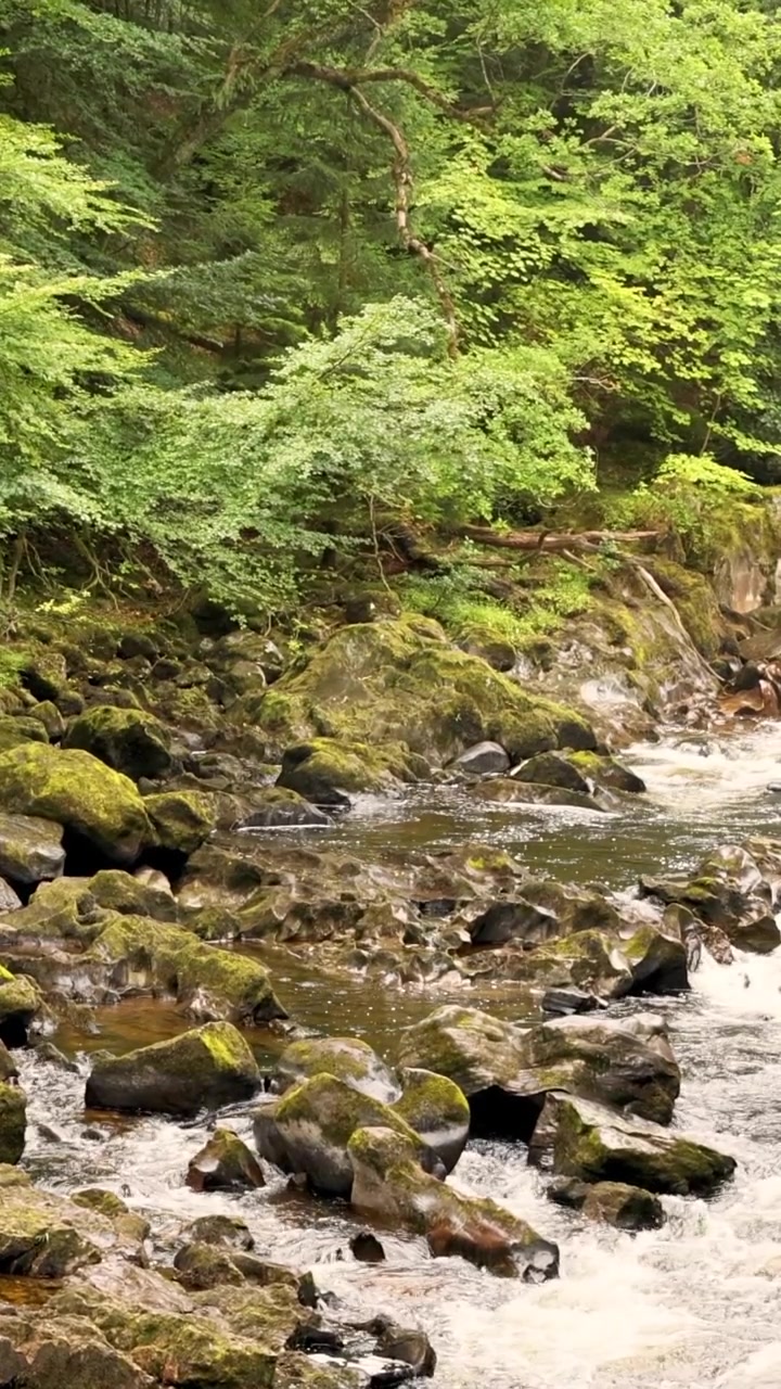 En lodret optagelse af hvidt vand, der strømmer gennem mørke mosbegroede klipper i en frodig skov.