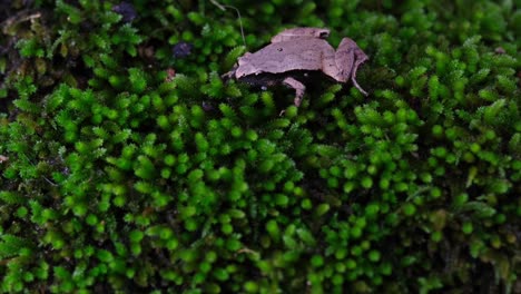 Seen-on-a-moss-patch-on-the-top-of-the-frame-moving-its-throat-croaking-during-the-time,-Dark-sided-Chorus-Frog-or-Taiwan-Rice-Frog-Microhyla-heymonsi,-Thailand