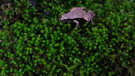 Zu-Sehen-Auf-Einem-Moosfleck-Oben-Auf-Dem-Rahmen,-Der-Währenddessen-Krächzend-Seine-Kehle-Bewegt,-Dunkelseitiger-Chorusfrosch-Oder-Taiwan-Reisfrosch-Microhyla-Heymonsi,-Thailand