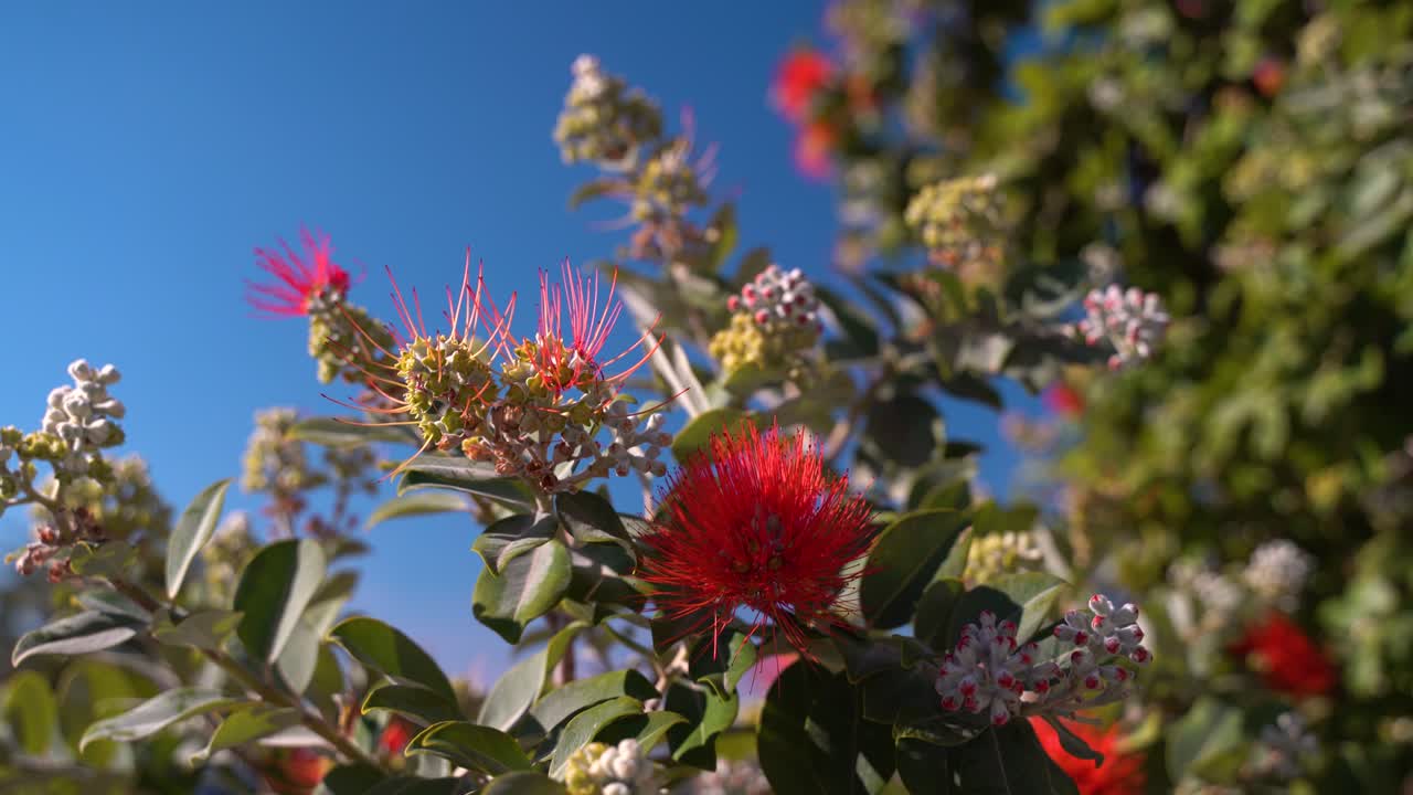 primer plano de flor roja con picos contra el cielo azul vibrante