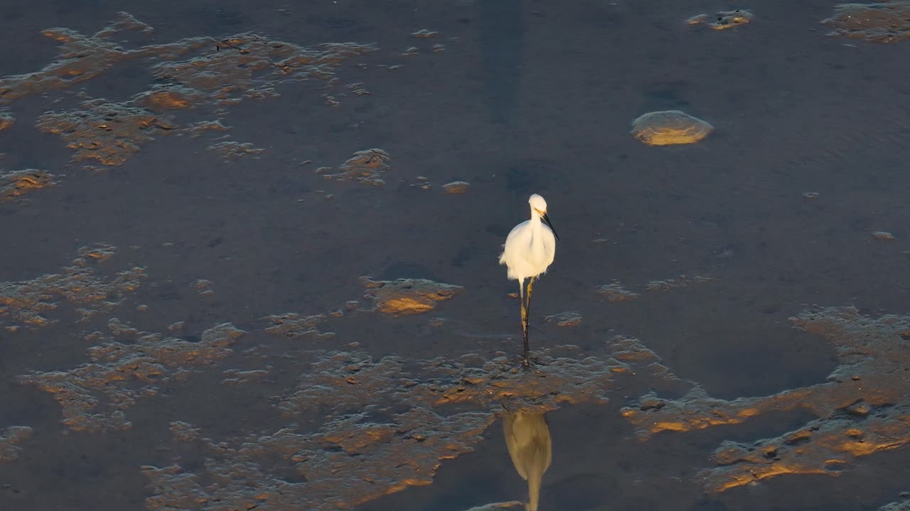 A Great Egret wades through shallow waters at sunset, creating a serene and reflective scene in Port Douglas