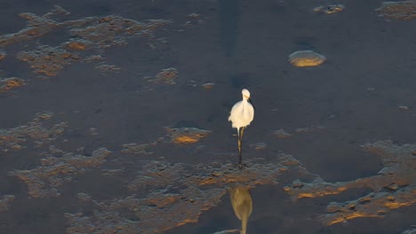 a great egret wades through shallow waters at sunset, creating a serene and reflective scene in port douglas