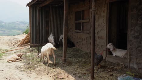 some goats relaxing in the shade of the barn with a chicken walking around