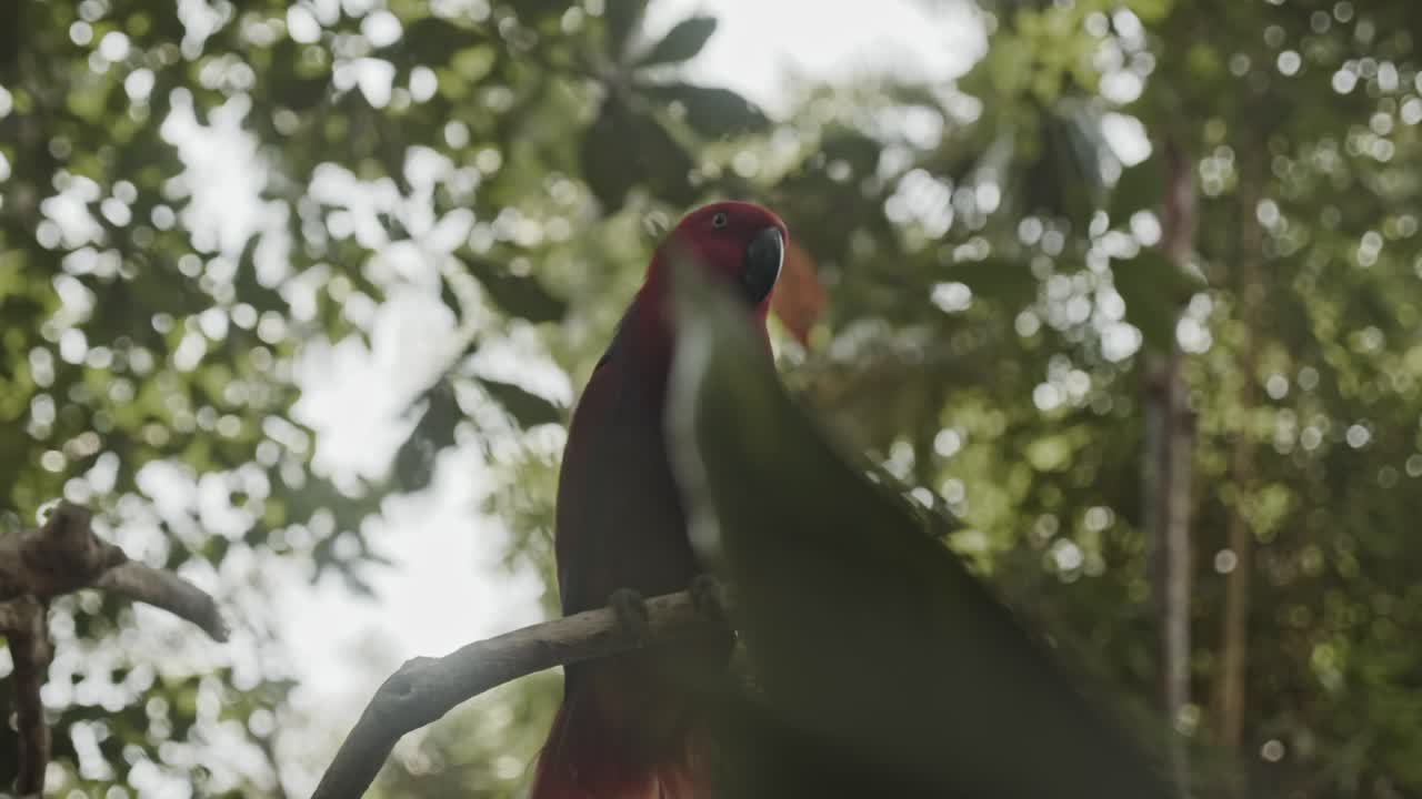 hermoso loro eclectus hembra roja sentado en un árbol